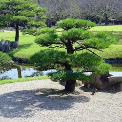 بذر درخت بونسای کاج ژاپنی