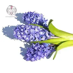 پیاز گل سنبل