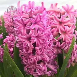 پیاز گل سنبل