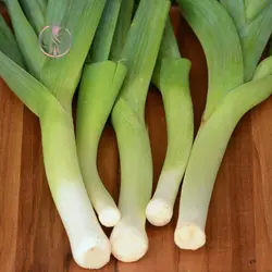 بذر تره فرنگی پا بلند