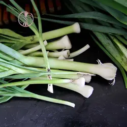 بذر تره فرنگی پا بلند