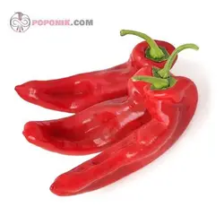 بذر فلفل پاپریکا تند