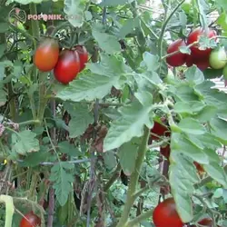 بذر گوجه فرنگی تخم مرغی قرمز