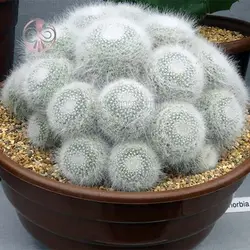 بذر کاکتوس مامیلاریا هانیانا