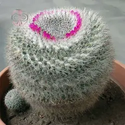 بذر کاکتوس مامیلاریا هانیانا