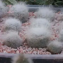 بذر کاکتوس مامیلاریا هانیانا