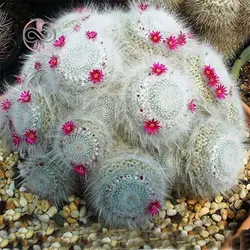 بذر کاکتوس مامیلاریا هانیانا