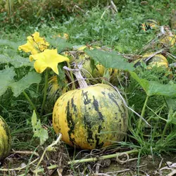 بذر کدو پوست کاغذی