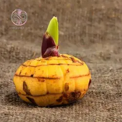 پیاز گل گلایل