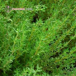 بذر آویشن زمستان آلمانی