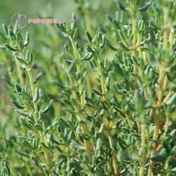 بذر آویشن زمستان آلمانی