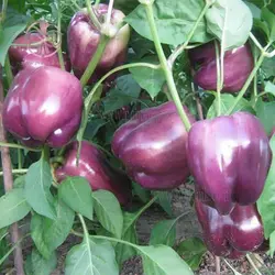 بذر فلفل دلمه ای بنفش