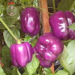 بذر فلفل دلمه ای بنفش