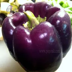 بذر فلفل دلمه ای بنفش