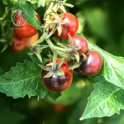 بذر گوجه گیلاسی بلوبری قرمز