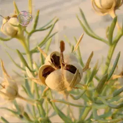 بذر اسپند
