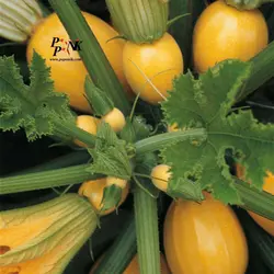 بذر کدو توپی زرد