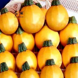 بذر کدو توپی زرد