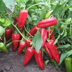 بذر فلفل چارلیستون قرمز