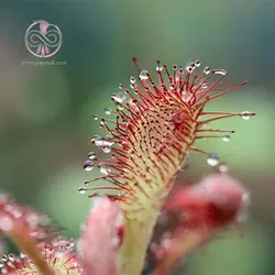 بذر گیاه حشره خوار دروزرا اسپاتولاتا