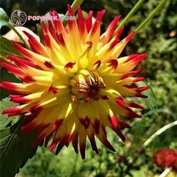 بذر کوکب کاکتوس