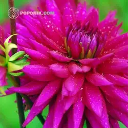 بذر کوکب کاکتوس