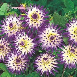 بذر کوکب کاکتوس