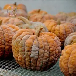 بذر کدو تنبل سنگی