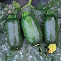 بذر کدو سبز تیره بیضی