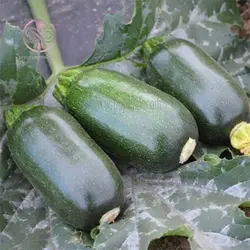 بذر کدو سبز تیره بیضی