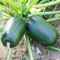 بذر کدو سبز تیره بیضی