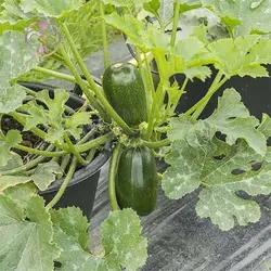 بذر کدو سبز تیره بیضی