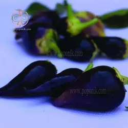 بذر فلفل بیکیونهو بنفش