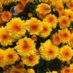 بذر گل جعفری مینیاتوری الوان