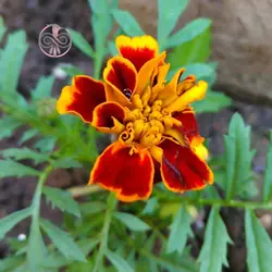 بذر گل جعفری مینیاتوری الوان