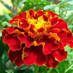 بذر گل جعفری مینیاتوری الوان