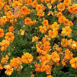 بذر گل جعفری مینیاتوری الوان