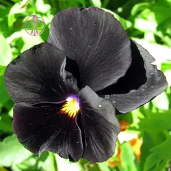 بذر گل بنفشه پر کلاغی