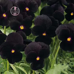 بذر گل بنفشه پر کلاغی
