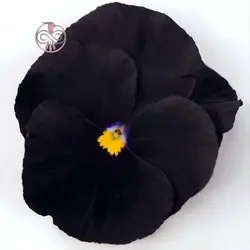 بذر گل بنفشه پر کلاغی