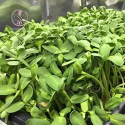 بذر میکروگرین آفتابگردان