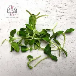 بذر میکروگرین آفتابگردان