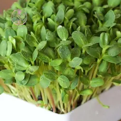 بذر میکروگرین آفتابگردان