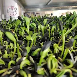 بذر میکروگرین آفتابگردان