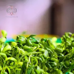 بذر میکروگرین آفتابگردان