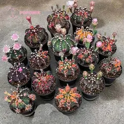 بذر کاکتوس ژمینو کالیسیوم میهانوویچی هیبرید