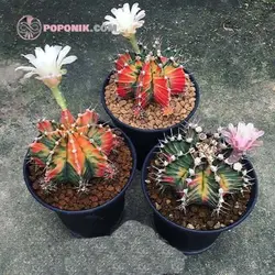 بذر کاکتوس ژمینو کالیسیوم میهانوویچی هیبرید