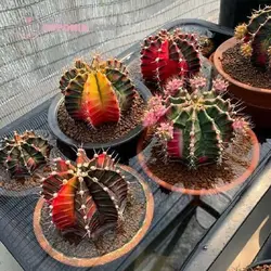 بذر کاکتوس ژمینو کالیسیوم میهانوویچی هیبرید