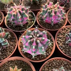 بذر کاکتوس ژمینو کالیسیوم میهانوویچی هیبرید