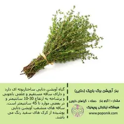 مجموعه بذر آویشن